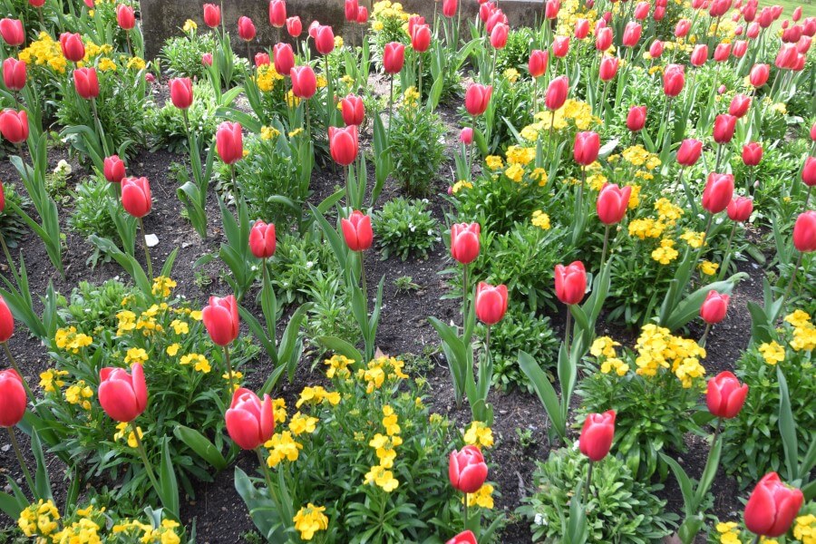 Luxembourg Garden tulip flower