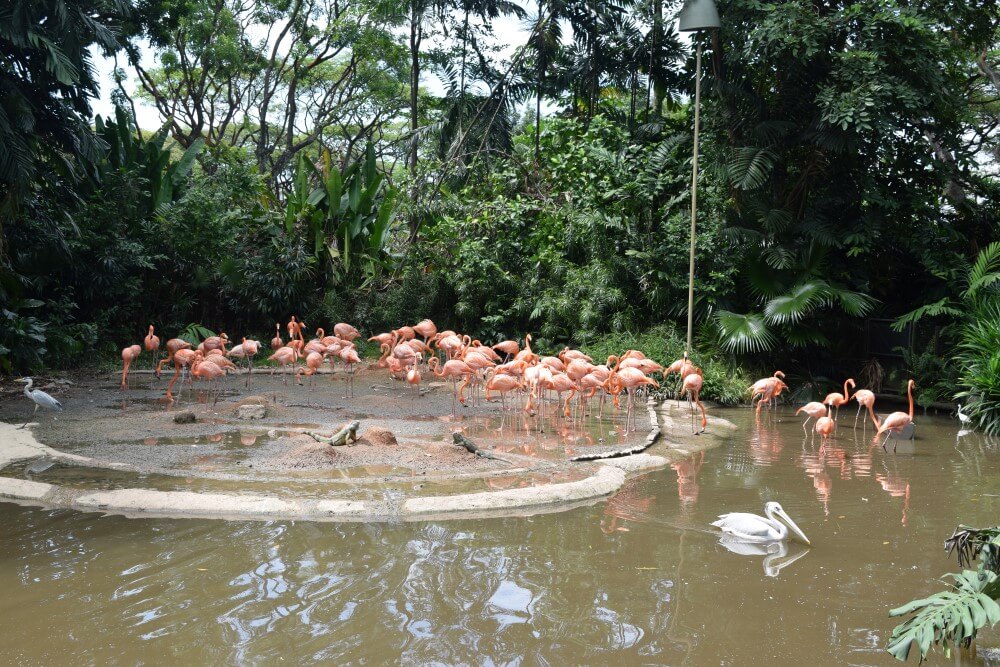 flamingo park