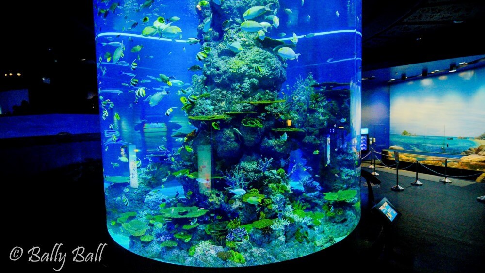 SEA aquarium