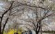 Cherry blossom in Seoul